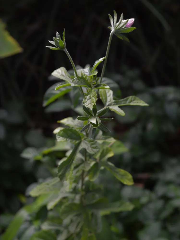anisodontea capensis plant showing characteristic features