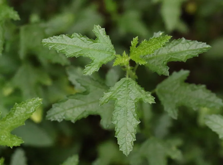 anisodontea capensis plant showing characteristic features