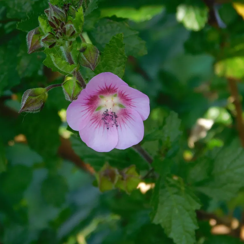 anisodontea capensis plant showing characteristic features