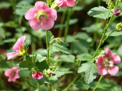 thumbnail anisodontea capensis