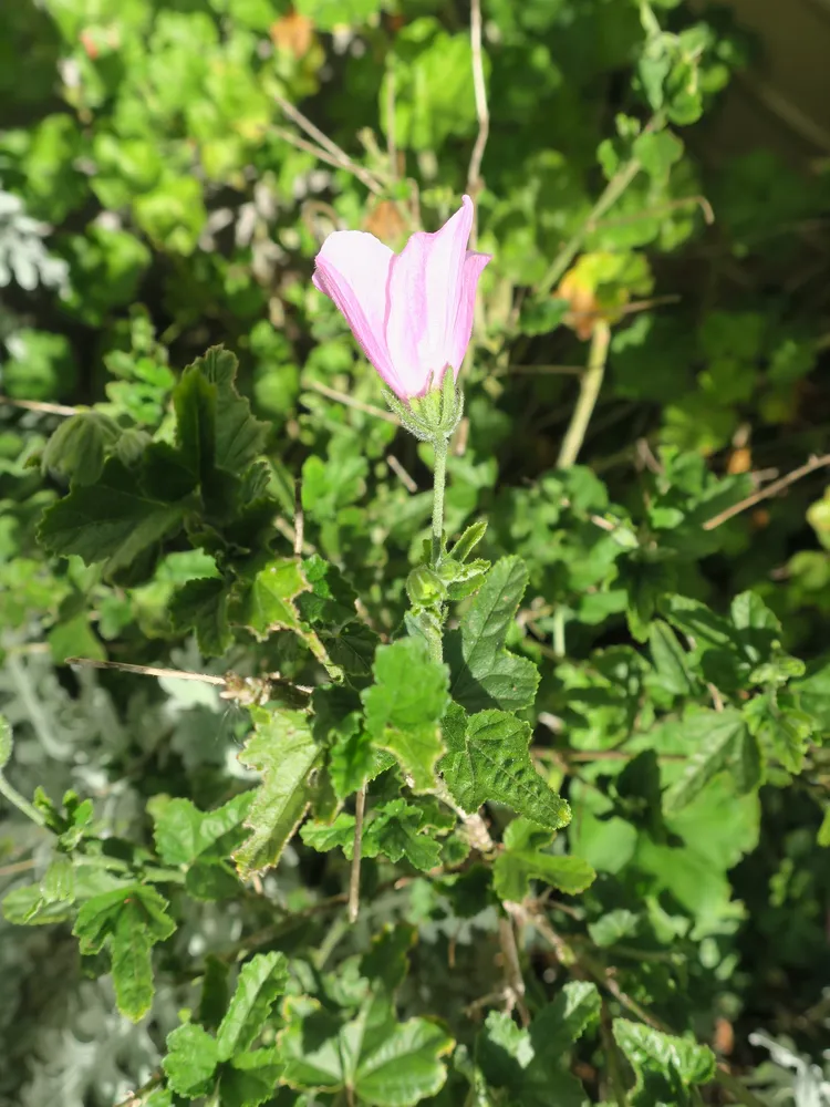 anisodontea scabrosa plant showing characteristic features