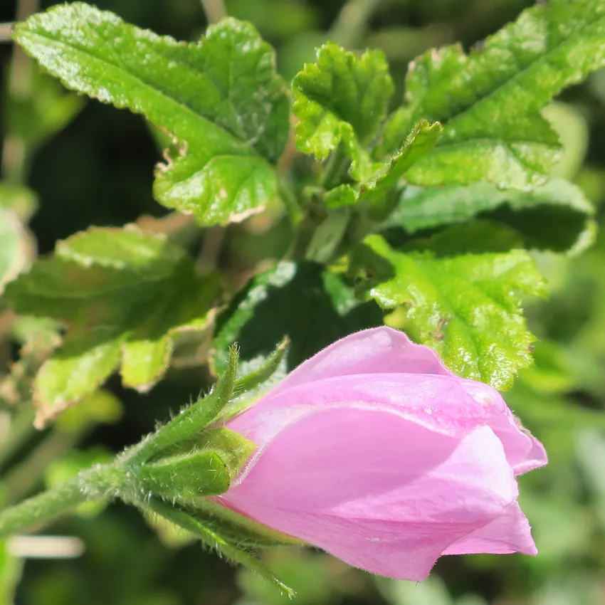 anisodontea scabrosa plant showing characteristic features