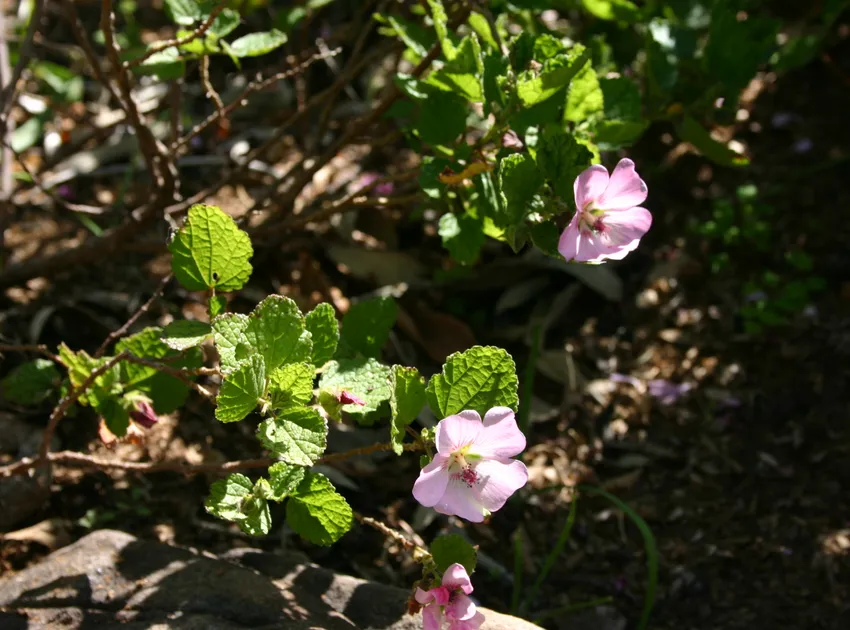 anisodontea scabrosa plant showing characteristic features