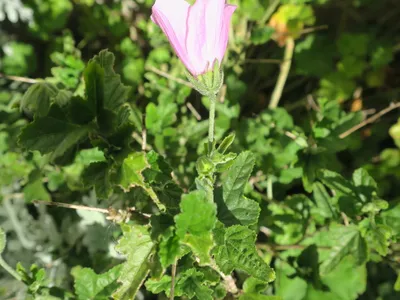 thumbnail anisodontea scabrosa