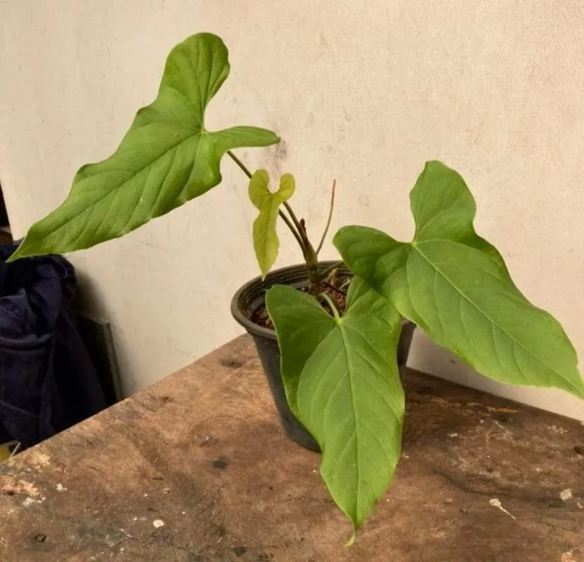 anthurium balaoanum plant showing characteristic features