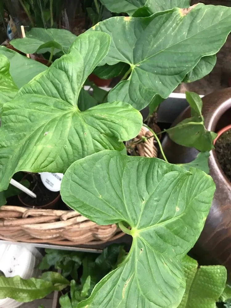 anthurium balaoanum plant showing characteristic features