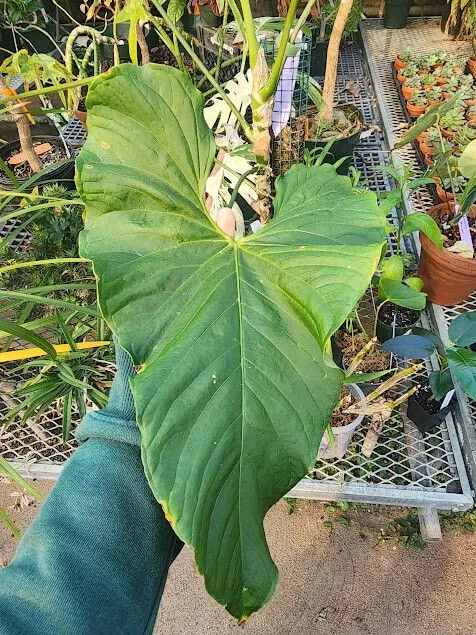 anthurium balaoanum plant showing characteristic features