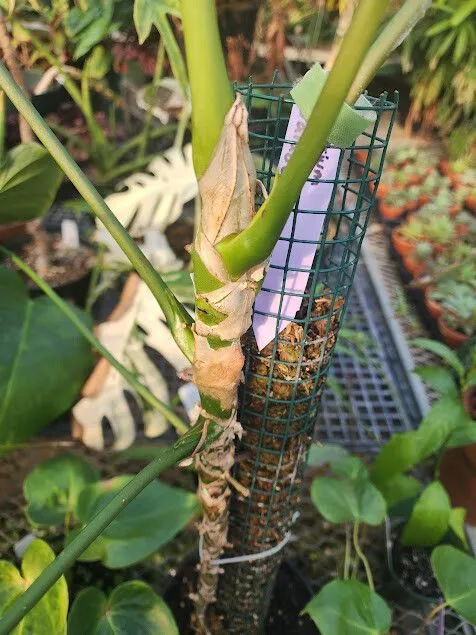 anthurium balaoanum plant showing characteristic features