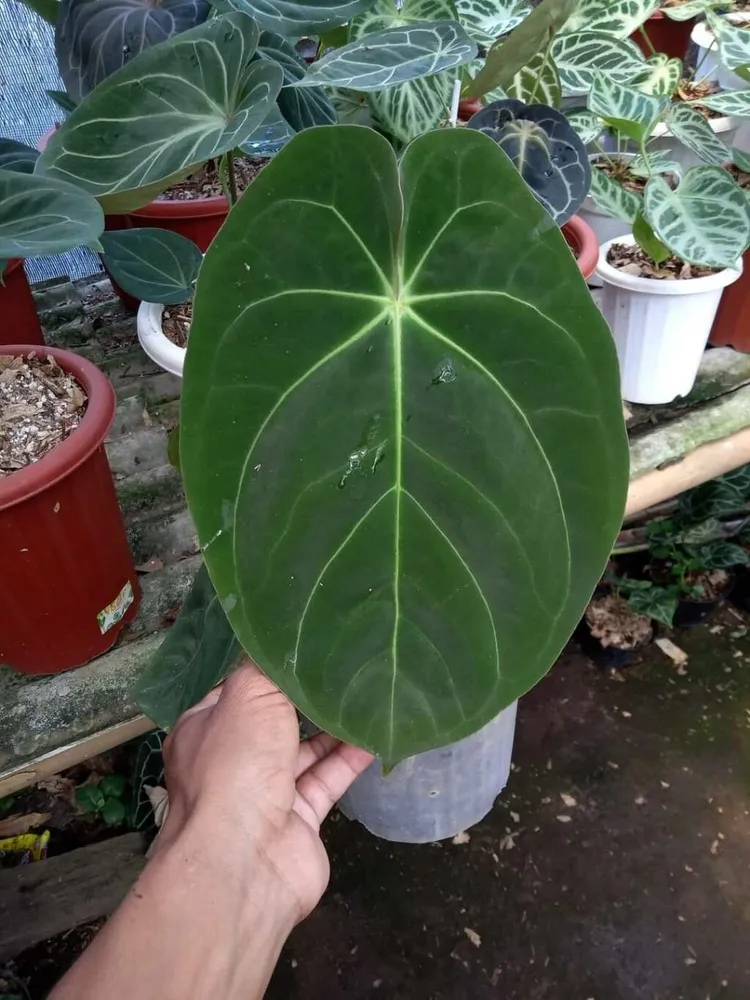 anthurium dressleri plant showing characteristic features