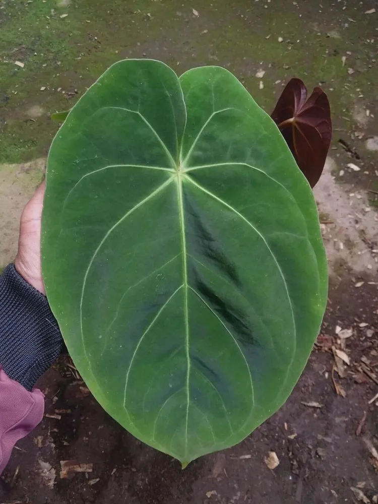 anthurium dressleri plant showing characteristic features