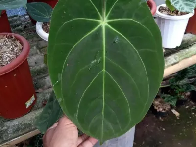 thumbnail anthurium dressleri