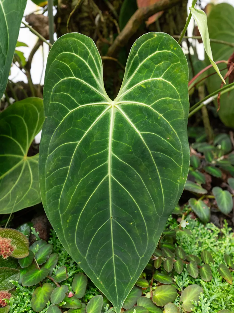 Plante anthurium magnificum montrant ses caractéristiques typiques