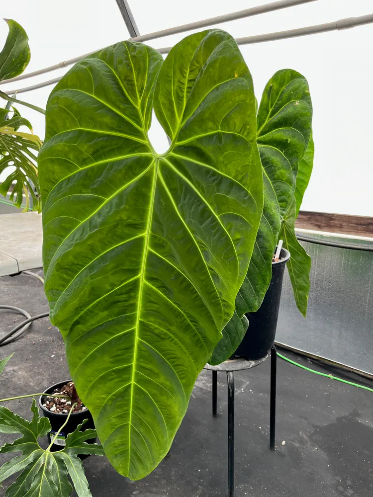 anthurium marmoratum plant showing characteristic features