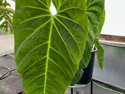 thumbnail anthurium marmoratum