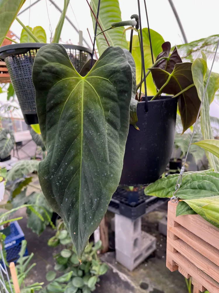 anthurium papillilaminum plant showing characteristic features