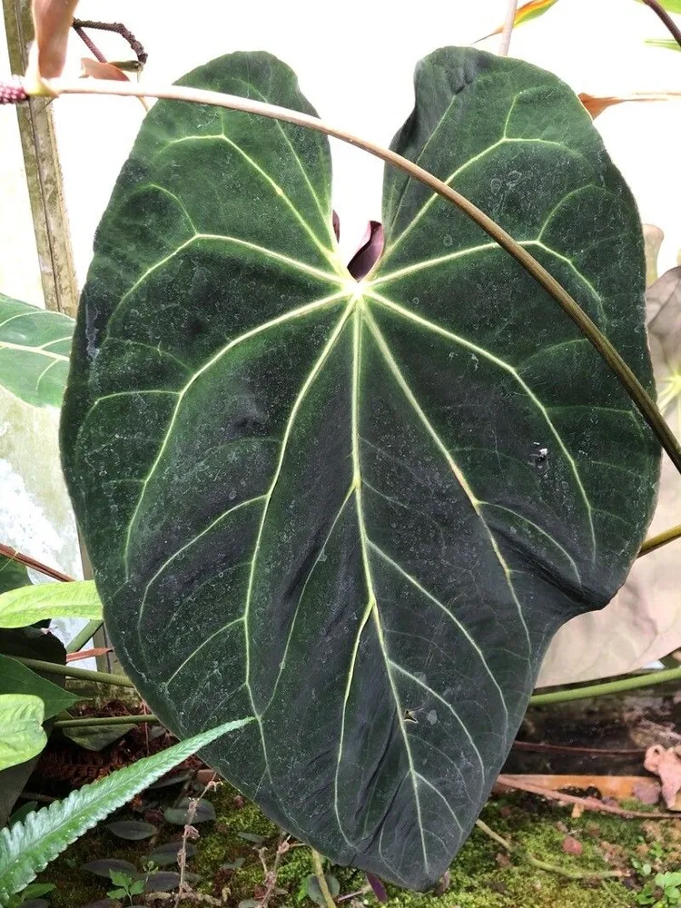 anthurium papillilaminum plant showing characteristic features