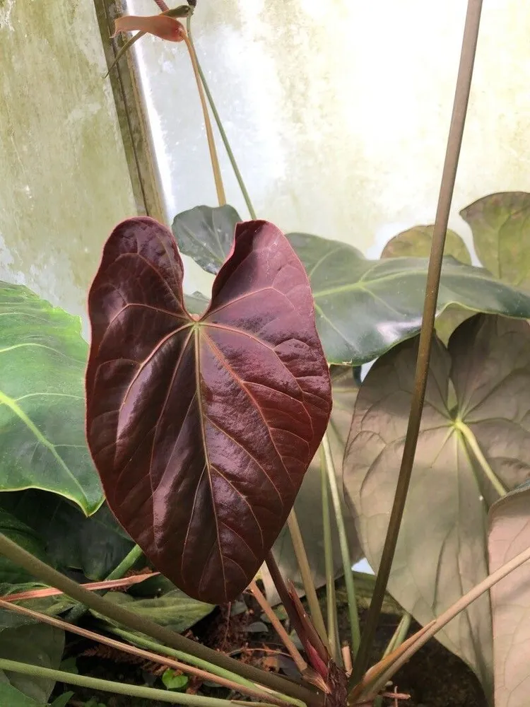anthurium papillilaminum plant showing characteristic features
