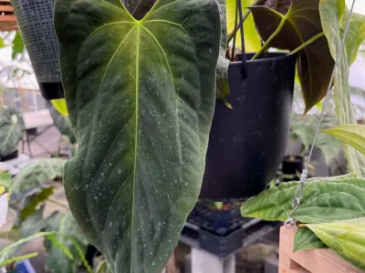 thumbnail anthurium papillilaminum