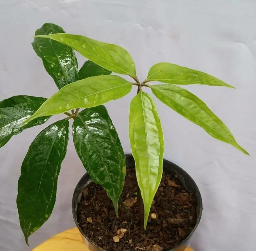 anthurium pentaphyllum plant showing characteristic features