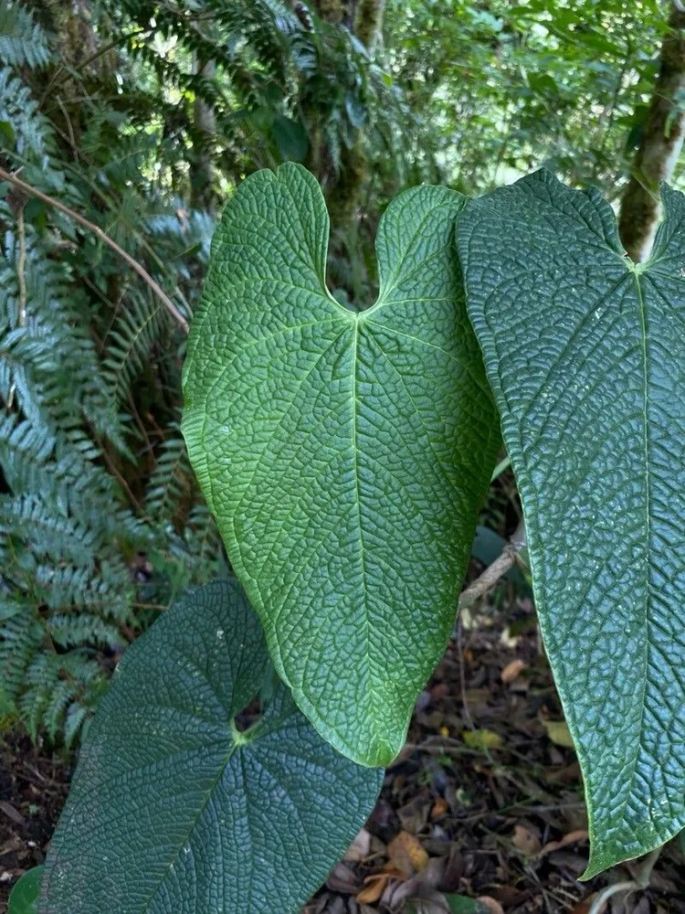 anthurium rugulosum plant showing characteristic features
