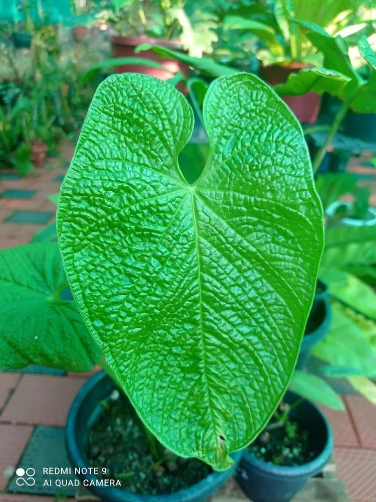 anthurium rugulosum plant showing characteristic features