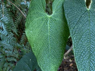 thumbnail anthurium rugulosum