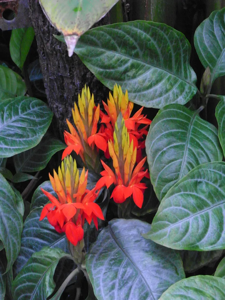 Plante aphelandra aurantiaca montrant ses caractéristiques typiques