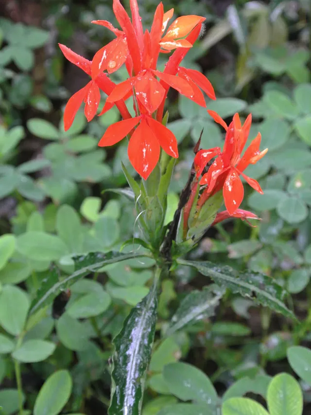 Plante aphelandra aurantiaca montrant ses caractéristiques typiques