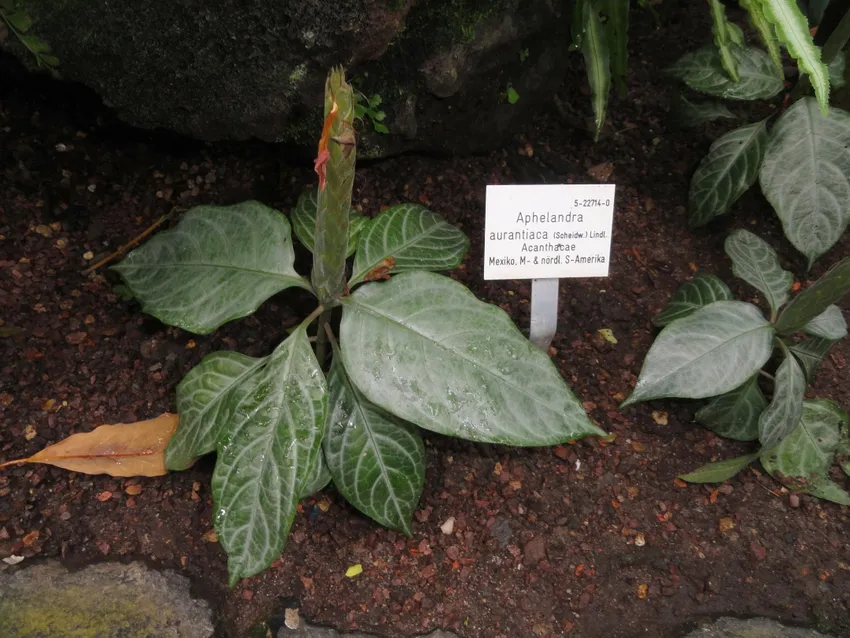 Plante aphelandra aurantiaca montrant ses caractéristiques typiques