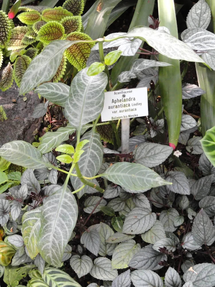 Plante aphelandra aurantiaca montrant ses caractéristiques typiques