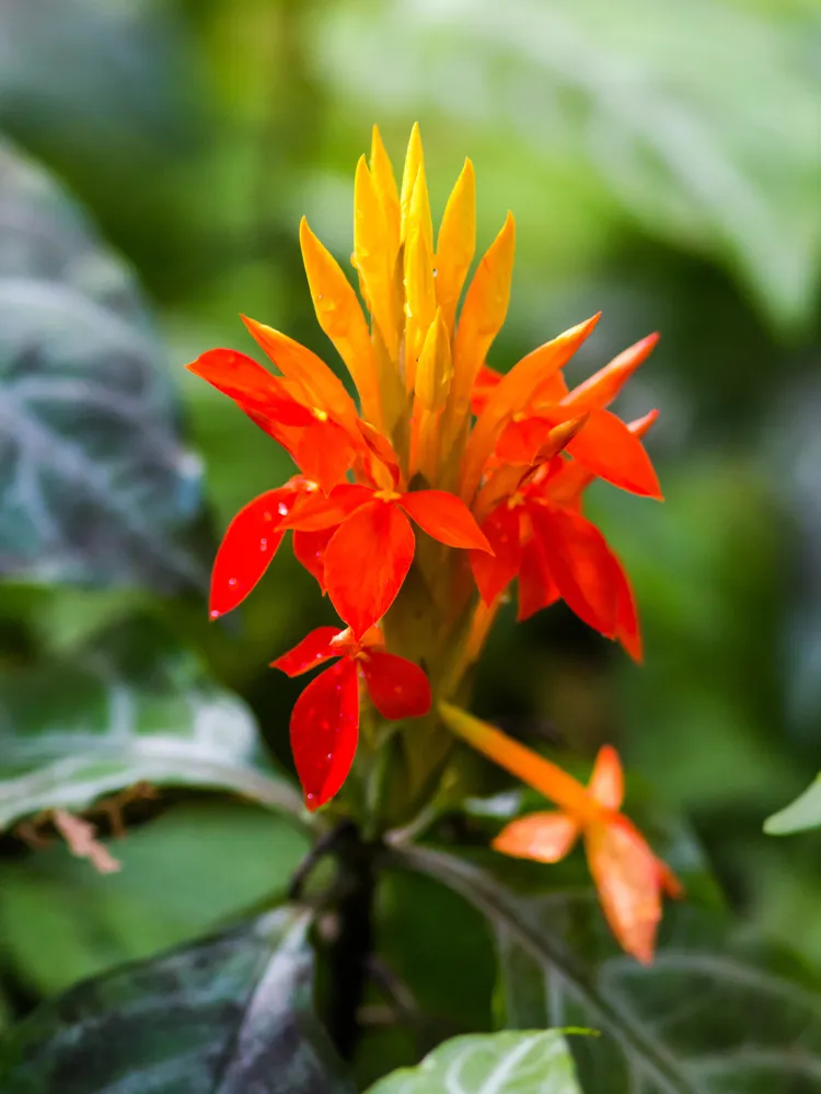 Plante aphelandra aurantiaca montrant ses caractéristiques typiques