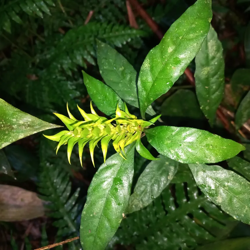 Plante aphelandra chamissoniana montrant ses caractéristiques typiques
