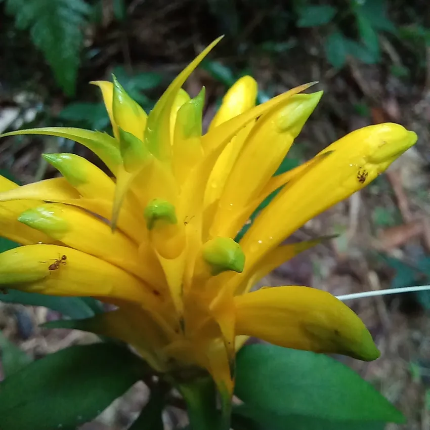 Plante aphelandra chamissoniana montrant ses caractéristiques typiques