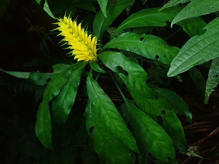 Plante aphelandra chamissoniana montrant ses caractéristiques typiques