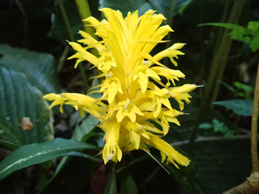 Plante aphelandra chamissoniana montrant ses caractéristiques typiques