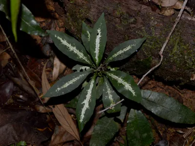 Image miniature aphelandra chamissoniana