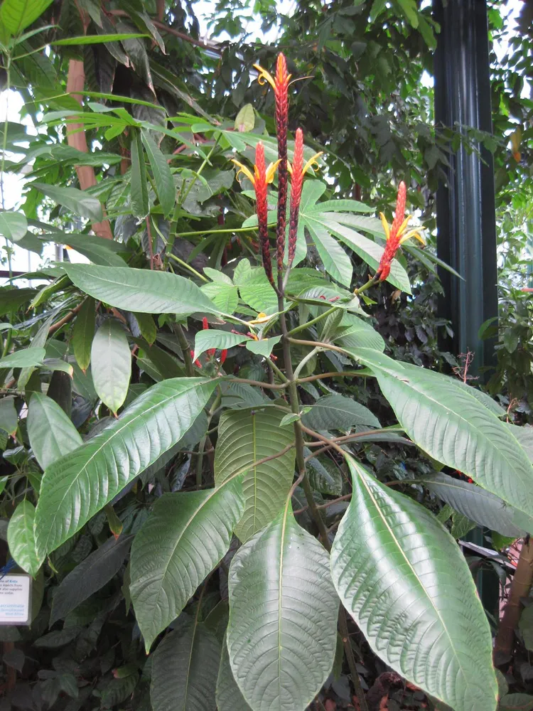 Plante aphelandra hartwegiana montrant ses caractéristiques typiques