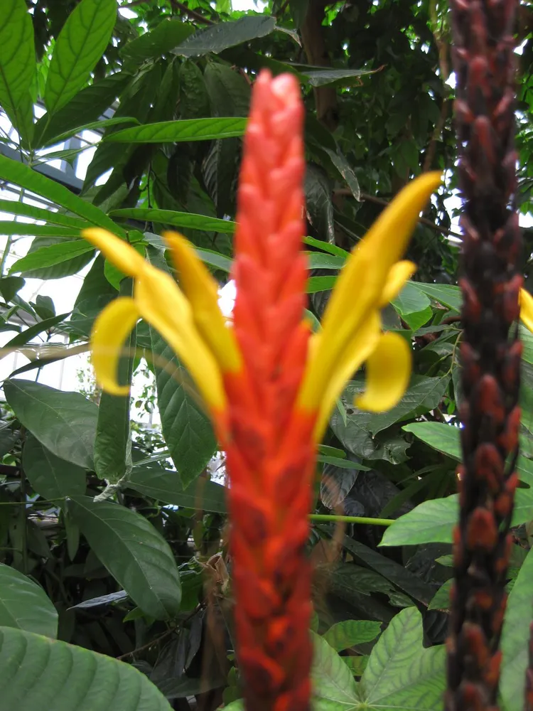 Plante aphelandra hartwegiana montrant ses caractéristiques typiques