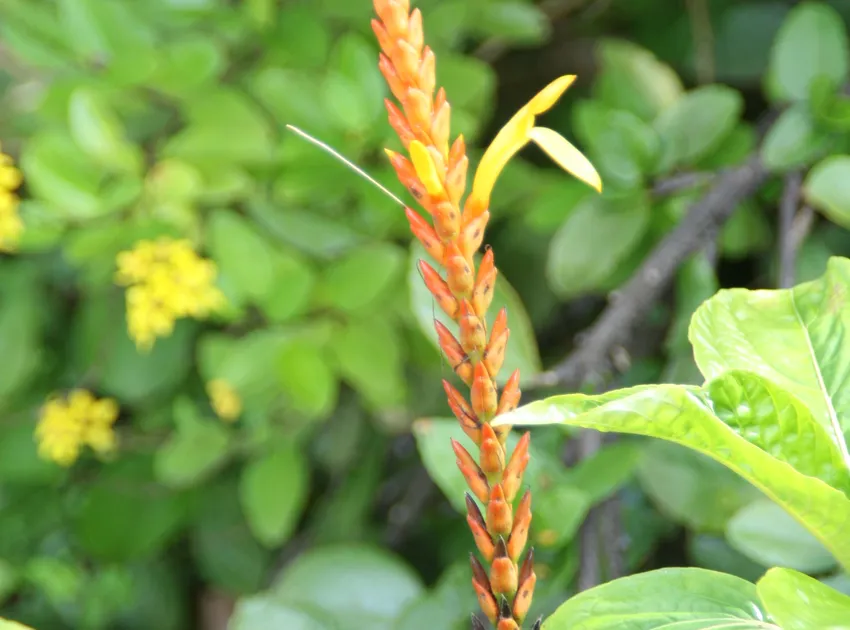 Plante aphelandra hartwegiana montrant ses caractéristiques typiques