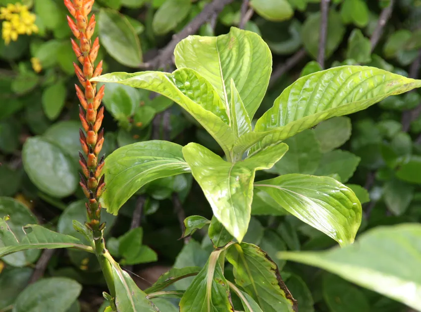 Plante aphelandra hartwegiana montrant ses caractéristiques typiques
