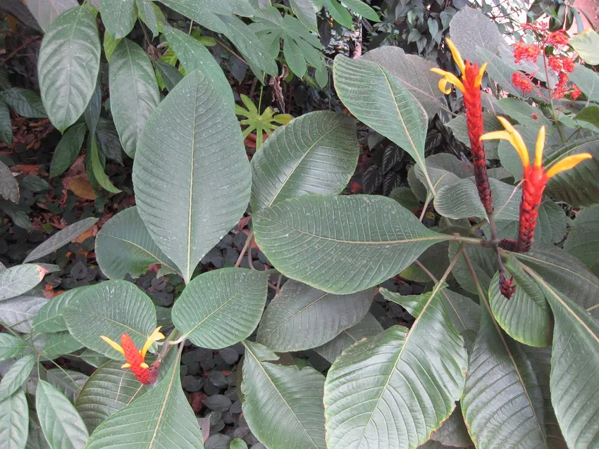 Plante aphelandra hartwegiana montrant ses caractéristiques typiques