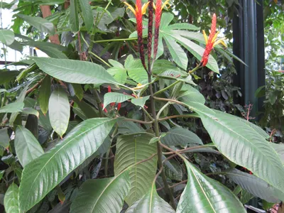 Image miniature aphelandra hartwegiana