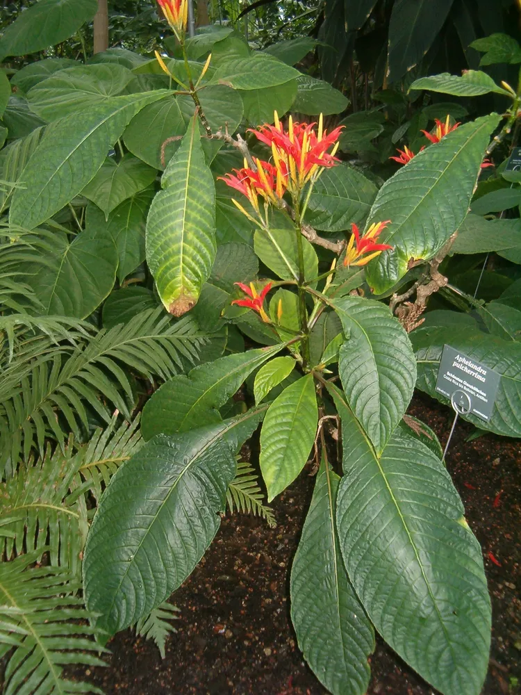 Plante aphelandra pulcherrima montrant ses caractéristiques typiques
