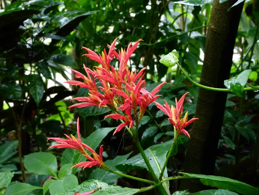 Plante aphelandra pulcherrima montrant ses caractéristiques typiques