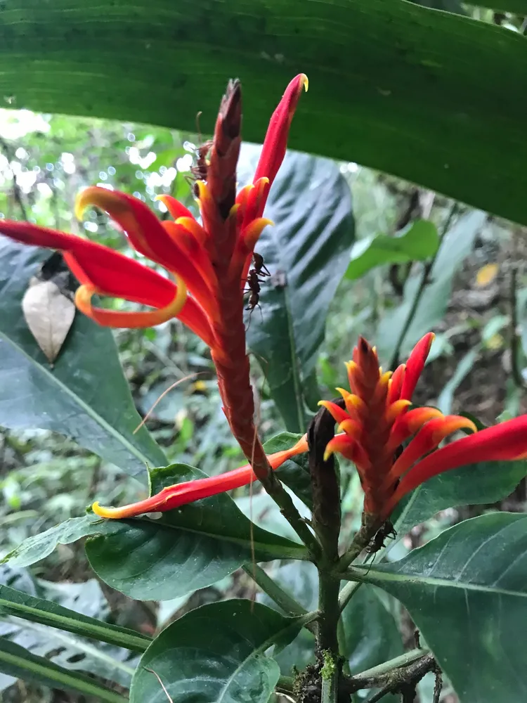 Plante aphelandra pulcherrima montrant ses caractéristiques typiques