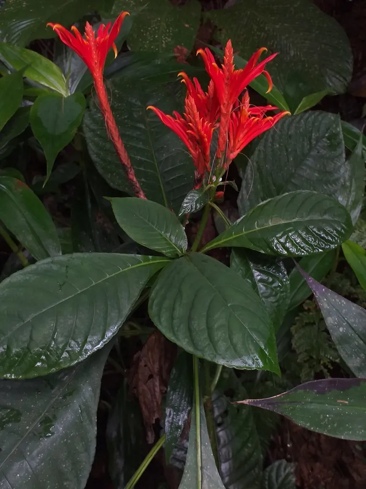 Plante aphelandra pulcherrima montrant ses caractéristiques typiques