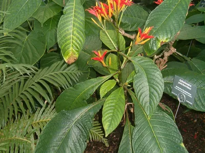 Image miniature aphelandra pulcherrima