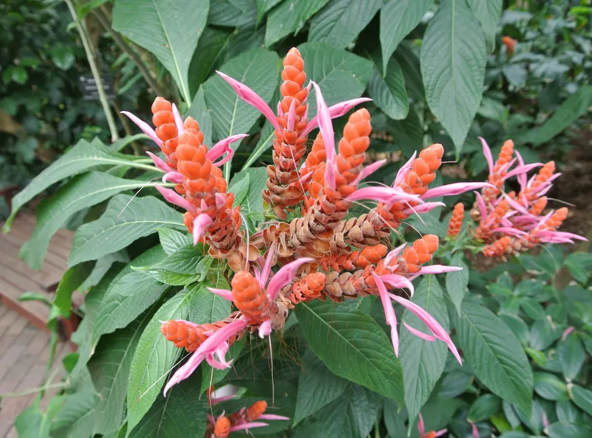 Plante aphelandra sinclairiana montrant ses caractéristiques typiques