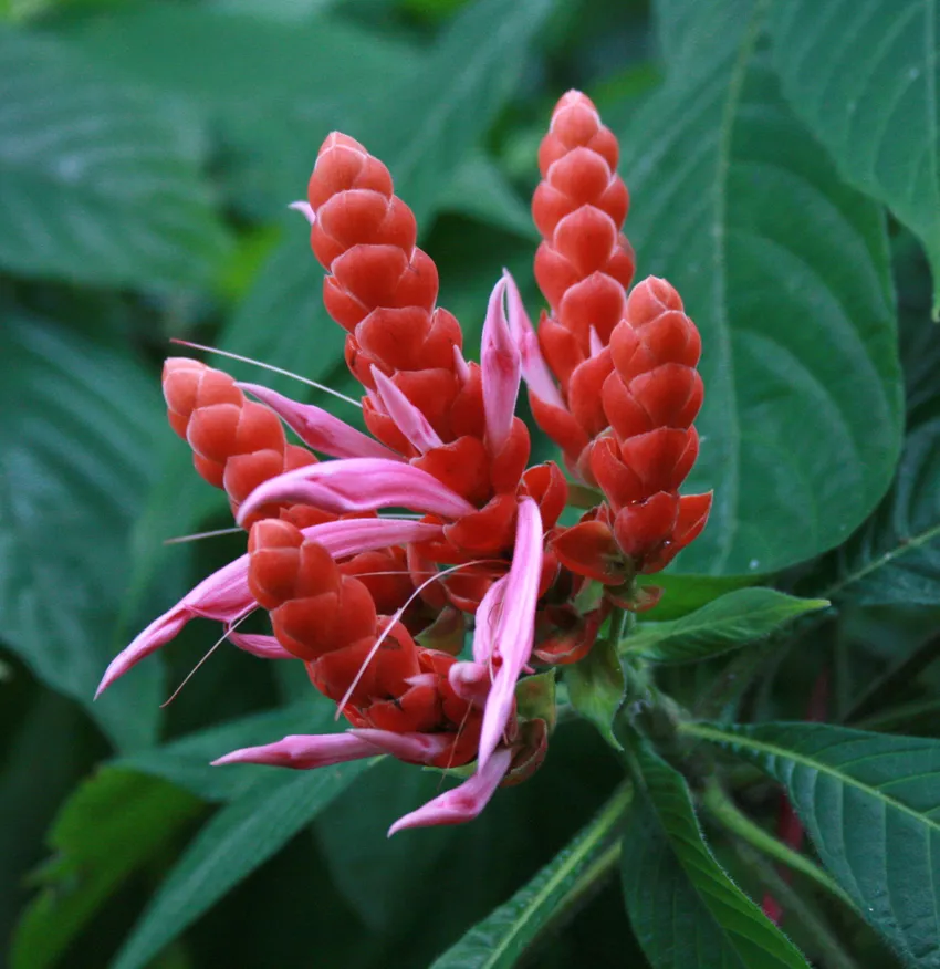 Plante aphelandra sinclairiana montrant ses caractéristiques typiques