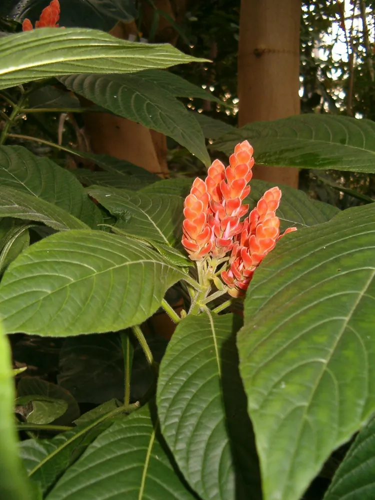 Plante aphelandra sinclairiana montrant ses caractéristiques typiques